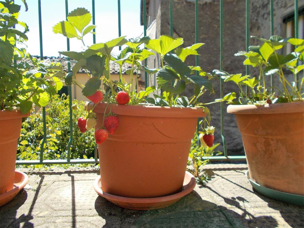 Casa Ginevra Villa Bagni di Lucca Eksteriør billede